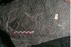 Foto (Detailansicht) von Lepidodendron aculeatum St. (NHMW-GEO-2024-0188-11024)